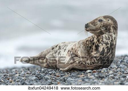 Kegelrobbe (Halichoerus grypus), Weibchen, Helgoland, Schleswig-Holstein, Deutschland, Europa View Large Photo Image Stock Photo - Kegelrobbe (Halichoerus grypus), Weibchen, Helgoland, Schleswig-Holstein, Deutschland, Europa. Fotosearch