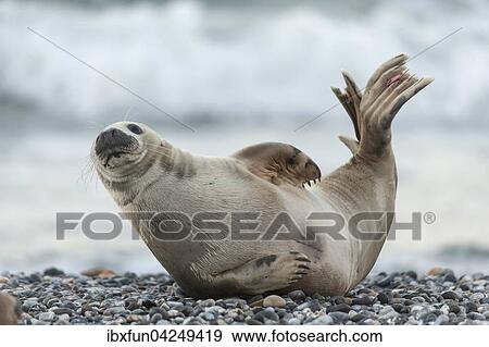 Kegelrobbe (Halichoerus grypus), Weibchen, Helgoland, Schleswig-Holstein, Deutschland, Europa View Large Photo Image Stock Photo - Kegelrobbe (Halichoerus grypus), Weibchen, Helgoland, Schleswig-Holstein, Deutschland, Europa. Fotosearch