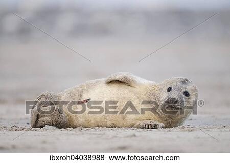 Kegelrobbe (Halichoerus grypus), Jungtier, Heuler, Helgoland, Schleswig-Holstein, Deutschland, Europa View Large Photo Image Stock Photo - Kegelrobbe (Halichoerus grypus), Jungtier, Heuler, Helgoland, Schleswig-Holstein, Deutschland, Europa. Fotosearch