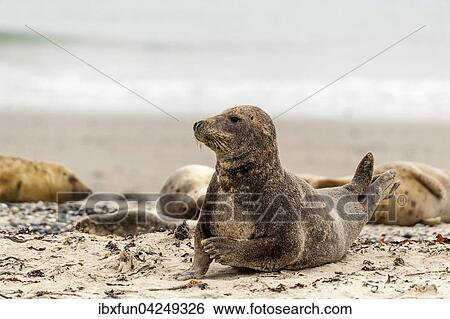 Kegelrobbe (Halichoerus grypus), aufmerksames Weibchen, Helgoland, Schleswig-Holstein, Deutschland, Europa View Large Photo Image Stock Photograph - Kegelrobbe (Halichoerus grypus), aufmerksames Weibchen, Helgoland, Schleswig-Holstein, Deutschland, Europa. Fotosearch
