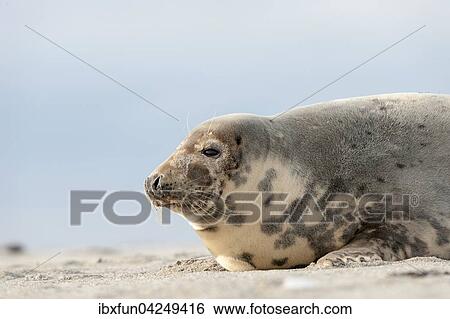 Kegelrobbe (Halichoerus grypus), Weibchen, Helgoland, Schleswig-Holstein, Deutschland, Europa View Large Photo Image Stock Photograph - Kegelrobbe (Halichoerus grypus), Weibchen, Helgoland, Schleswig-Holstein, Deutschland, Europa. Fotosearch