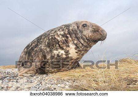 Kegelrobbe (Halichoerus grypus), Mannchen, Helgoland, Schleswig-Holstein, Deutschland, Europa View Large Photo Image Stock Photograph - Kegelrobbe (Halichoerus grypus), Mannchen, Helgoland, Schleswig-Holstein, Deutschland, Europa. Fotosearch