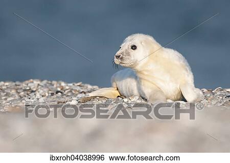 Kegelrobbe (Halichoerus grypus), Jungtier, Heuler, Helgoland, Schleswig-Holstein, Deutschland, Europa View Large Photo Image Stock Photograph - Kegelrobbe (Halichoerus grypus), Jungtier, Heuler, Helgoland, Schleswig-Holstein, Deutschland, Europa. Fotosearch