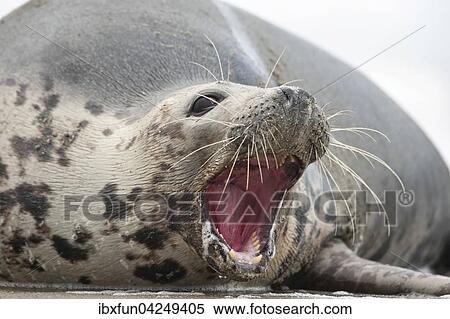 Kegelrobbe (Halichoerus grypus), Weibchen rufend, Helgoland, Schleswig-Holstein, Deutschland, Europa View Large Photo Image Stock Photography - Kegelrobbe (Halichoerus grypus), Weibchen rufend, Helgoland, Schleswig-Holstein, Deutschland, Europa. Fotosearch