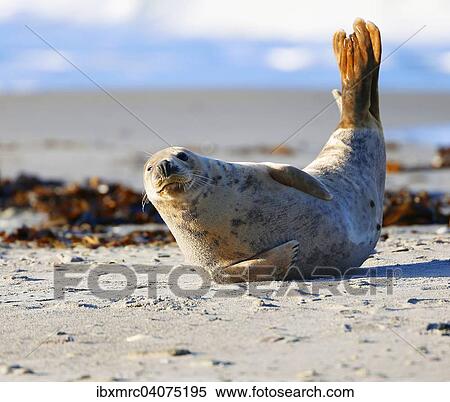Kegelrobbe (Halichoerus grypus), Helgoland, Schleswig-Holstein, Deutschland, Europa View Large Photo Image Stock Photography - Kegelrobbe (Halichoerus grypus), Helgoland, Schleswig-Holstein, Deutschland, Europa. Fotosearch