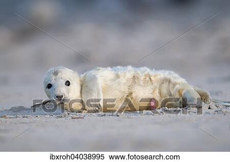 Kegelrobbe (Halichoerus grypus), Jungtier, Heuler, Helgoland, Schleswig-Holstein, Deutschland, Europa View Large Photo Image Stock Photography - Kegelrobbe (Halichoerus grypus), Jungtier, Heuler, Helgoland, Schleswig-Holstein, Deutschland, Europa. Fotosearch