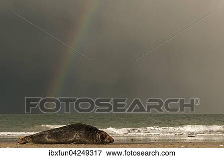Stock Photo - Kegelrobbe (Halichoerus grypus) vor Regenbogen, Helgoland, Schleswig-Holstein, Deutschland, Europa. Fotosearch
