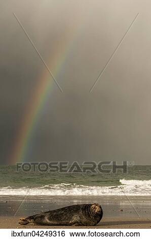 Kegelrobbe (Halichoerus grypus) vor Regenbogen, Helgoland, Schleswig-Holstein, Deutschland, Europa View Large Photo Image Stock Photograph - Kegelrobbe (Halichoerus grypus) vor Regenbogen, Helgoland, Schleswig-Holstein, Deutschland, Europa. Fotosearch