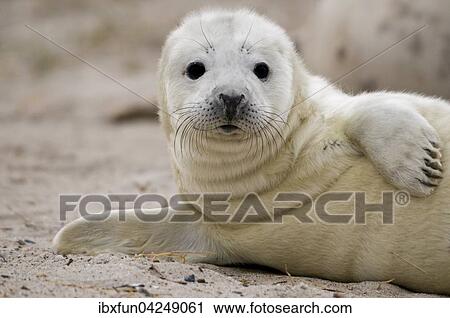 Kegelrobbe, Jungtier (Halichoerus grypus), Helgoland, Schleswig-Holstein, Deutschland, Europa View Large Photo Image Stock Image - Kegelrobbe, Jungtier (Halichoerus grypus), Helgoland, Schleswig-Holstein, Deutschland, Europa. Fotosearch
