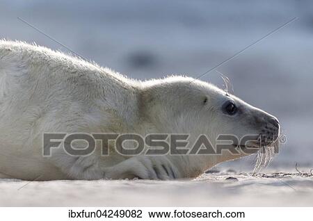Kegelrobbe, Jungtier, (Halichoerus grypus), Portrait, Helgoland, Schleswig-Holstein, Deutschland, Europa View Large Photo Image Stock Image - Kegelrobbe, Jungtier, (Halichoerus grypus), Portrait, Helgoland, Schleswig-Holstein, Deutschland, Europa. Fotosearch