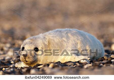 Kegelrobbe, Jungtier (Halichoerus grypus), Helgoland, Schleswig-Holstein, Deutschland, Europa View Large Photo Image Stock Photo - Kegelrobbe, Jungtier (Halichoerus grypus), Helgoland, Schleswig-Holstein, Deutschland, Europa. Fotosearch