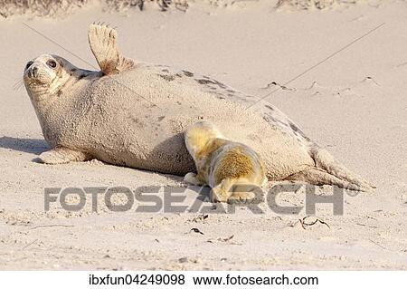 Kegelrobbe, Jungtier (Halichoerus grypus) winkt, Helgoland, Schleswig-Holstein, Deutschland, Europa View Large Photo Image Stock Photo - Kegelrobbe, Jungtier (Halichoerus grypus) winkt, Helgoland, Schleswig-Holstein, Deutschland, Europa. Fotosearch