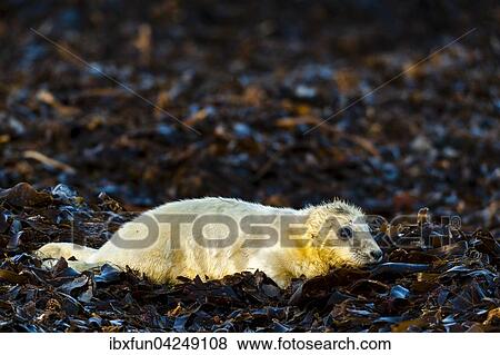 Stock Photo - Kegelrobbe, Jungtier (Halichoerus grypus), Helgoland, in angeschwemmtem Tang, Schleswig-Holstein, Deutschland, Europa. Fotosearch