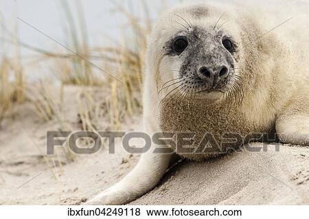 Kegelrobbe, Jungtier, (Halichoerus grypus), Portrait, Helgoland, Schleswig-Holstein, Deutschland, Europa View Large Photo Image Stock Photo - Kegelrobbe, Jungtier, (Halichoerus grypus), Portrait, Helgoland, Schleswig-Holstein, Deutschland, Europa. Fotosearch