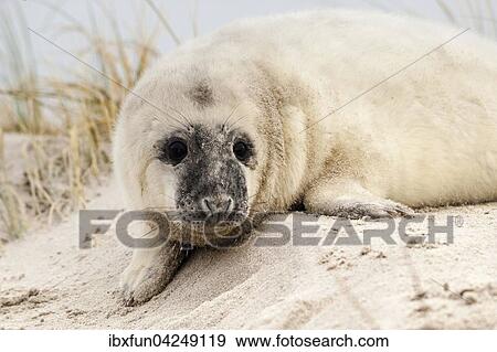Kegelrobbe, Jungtier, (Halichoerus grypus), Portrait, Helgoland, Schleswig-Holstein, Deutschland, Europa View Large Photo Image Stock Photo - Kegelrobbe, Jungtier, (Halichoerus grypus), Portrait, Helgoland, Schleswig-Holstein, Deutschland, Europa. Fotosearch