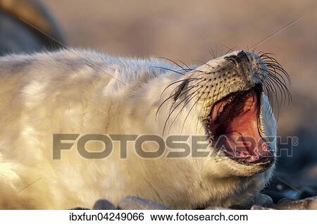 Kegelrobbe, Jungtier (Halichoerus grypus), rufend, Helgoland, Schleswig-Holstein, Deutschland, Europa View Large Photo Image Stock Photograph - Kegelrobbe, Jungtier (Halichoerus grypus), rufend, Helgoland, Schleswig-Holstein, Deutschland, Europa. Fotosearch