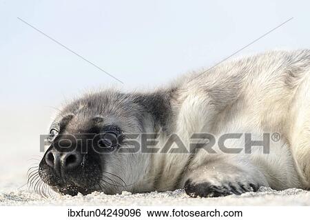 Kegelrobbe, Jungtier, (Halichoerus grypus), Portrait, Helgoland, Schleswig-Holstein, Deutschland, Europa View Large Photo Image Stock Photograph - Kegelrobbe, Jungtier, (Halichoerus grypus), Portrait, Helgoland, Schleswig-Holstein, Deutschland, Europa. Fotosearch