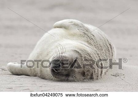 Stock Photography - Kegelrobbe, Jungtier (Halichoerus grypus), schlaft im Sand, Helgoland, Schleswig-Holstein, Deutschland, Europa. Fotosearch