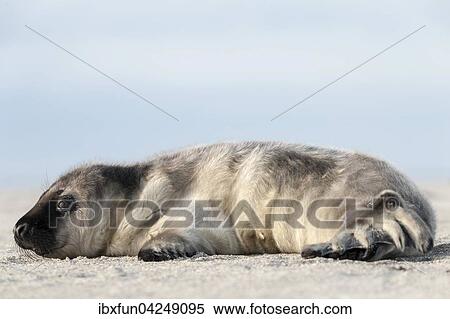 Kegelrobbe, Jungtier (Halichoerus grypus), Helgoland, Schleswig-Holstein, Deutschland, Europa View Large Photo Image Stock Photography - Kegelrobbe, Jungtier (Halichoerus grypus), Helgoland, Schleswig-Holstein, Deutschland, Europa. Fotosearch