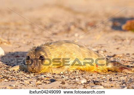Kegelrobbe, Jungtier neugeboren (Halichoerus grypus), Helgoland, Schleswig-Holstein, Deutschland, Europa View Large Photo Image Stock Photo - Kegelrobbe, Jungtier neugeboren (Halichoerus grypus), Helgoland, Schleswig-Holstein, Deutschland, Europa. Fotosearch