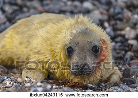 Kegelrobbe, Jungtier neugeboren (Halichoerus grypus), Helgoland, Schleswig-Holstein, Deutschland, Europa View Large Photo Image Stock Photography - Kegelrobbe, Jungtier neugeboren (Halichoerus grypus), Helgoland, Schleswig-Holstein, Deutschland, Europa. Fotosearch