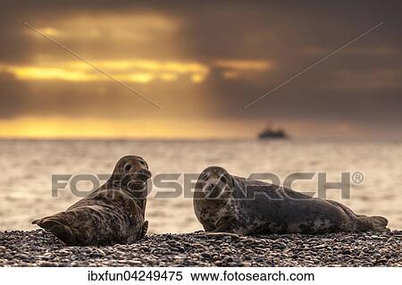 Kegelrobben (Halichoerus grypus) bei Sonnenaufgang, Helgoland, Schleswig-Holstein, Deutschland, Europa View Large Photo Image Stock Photography - Kegelrobben (Halichoerus grypus) bei Sonnenaufgang, Helgoland, Schleswig-Holstein, Deutschland, Europa. Fotosearch