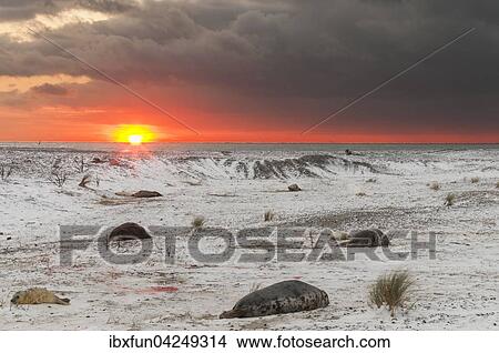 Picture - Kegelrobben (Halichoerus grypus), in den Dunen bei Sonnenuntergang, Helgoland, Schleswig-Holstein, Deutschland, Europa. Fotosearch