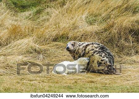 Picture - Kegelrobben (Halichoerus grypus), Jungtier wird von Muttertier gesaugt, Helgoland, Schleswig-Holstein, Deutschland, Europa. Fotosearch
