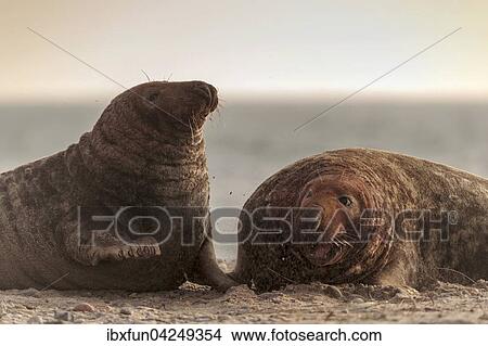 Kegelrobben (Halichoerus grypus), kampfende Bullen, Helgoland, Schleswig-Holstein, Deutschland, Europa View Large Photo Image Picture - Kegelrobben (Halichoerus grypus), kampfende Bullen, Helgoland, Schleswig-Holstein, Deutschland, Europa. Fotosearch