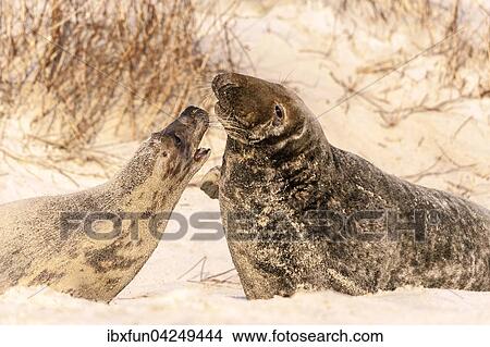 Kegelrobben (Halichoerus grypus), Weibchen interagiert mit Bulle, Helgoland, Schleswig-Holstein, Deutschland, Europa View Large Photo Image Picture - Kegelrobben (Halichoerus grypus), Weibchen interagiert mit Bulle, Helgoland, Schleswig-Holstein, Deutschland, Europa. Fotosearch