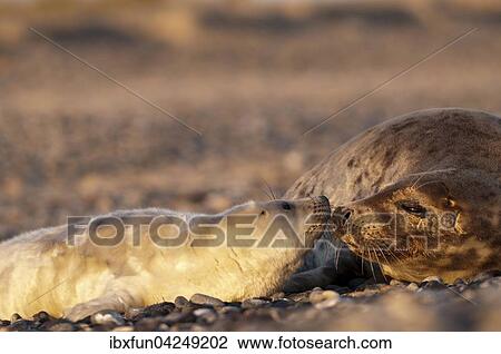 Kegelrobben (Halichoerus grypus), Jungtier mit Muttertier, Helgoland, Schleswig-Holstein, Deutschland, Europa View Large Photo Image Stock Image - Kegelrobben (Halichoerus grypus), Jungtier mit Muttertier, Helgoland, Schleswig-Holstein, Deutschland, Europa. Fotosearch