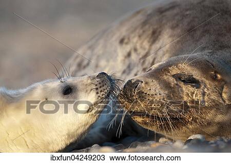 Kegelrobben (Halichoerus grypus), Jungtier mit Muttertier, Portrait, Helgoland, Schleswig-Holstein, Deutschland, Europa View Large Photo Image Stock Image - Kegelrobben (Halichoerus grypus), Jungtier mit Muttertier, Portrait, Helgoland, Schleswig-Holstein, Deutschland, Europa. Fotosearch