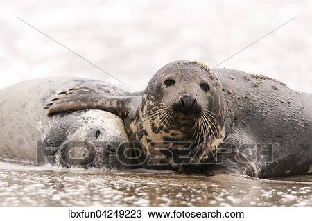 Kegelrobben (Halichoerus grypus), Jungtier mit Muttertier, liebevoll, Helgoland, Schleswig-Holstein, Deutschland, Europa View Large Photo Image Stock Image - Kegelrobben (Halichoerus grypus), Jungtier mit Muttertier, liebevoll, Helgoland, Schleswig-Holstein, Deutschland, Europa. Fotosearch