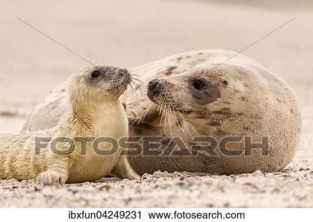 Stock Image - Kegelrobben (Halichoerus grypus), neugeborenes Jungtier mit Muttertier, liebevoll, Helgoland, Schleswig-Holstein, Deutschland, Europa. Fotosearch