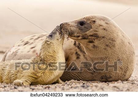 Kegelrobben (Halichoerus grypus), neugeborenes Jungtier schmust mit Muttertier, liebevoll, Helgoland, Schleswig-Holstein, Deutschland, Europa View Large Photo Image Stock Image - Kegelrobben (Halichoerus grypus), neugeborenes Jungtier schmust mit Muttertier, liebevoll, Helgoland, Schleswig-Holstein, Deutschland, Europa. Fotosearch