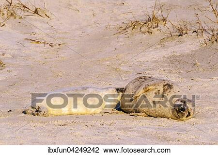 Kegelrobben (Halichoerus grypus), Jungtier wird von Muttertier gesaugt, Helgoland, Schleswig-Holstein, Deutschland, Europa View Large Photo Image Stock Image - Kegelrobben (Halichoerus grypus), Jungtier wird von Muttertier gesaugt, Helgoland, Schleswig-Holstein, Deutschland, Europa. Fotosearch