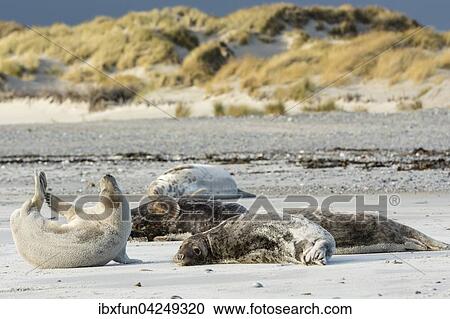 Kegelrobben (Halichoerus grypus), Helgoland, Schleswig-Holstein, Deutschland, Europa View Large Photo Image Stock Image - Kegelrobben (Halichoerus grypus), Helgoland, Schleswig-Holstein, Deutschland, Europa. Fotosearch