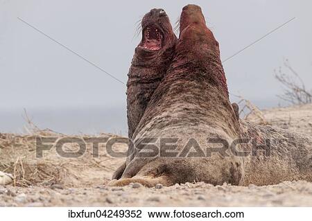 Kegelrobben (Halichoerus grypus), kampfende Bullen, Helgoland, Schleswig-Holstein, Deutschland, Europa View Large Photo Image Stock Image - Kegelrobben (Halichoerus grypus), kampfende Bullen, Helgoland, Schleswig-Holstein, Deutschland, Europa. Fotosearch