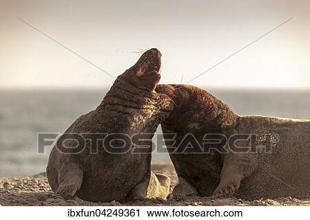 Kegelrobben (Halichoerus grypus), kampfende Bullen, Helgoland, Schleswig-Holstein, Deutschland, Europa View Large Photo Image Stock Image - Kegelrobben (Halichoerus grypus), kampfende Bullen, Helgoland, Schleswig-Holstein, Deutschland, Europa. Fotosearch