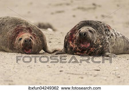 Kegelrobben (Halichoerus grypus), kampfende Bullen, Helgoland, Schleswig-Holstein, Deutschland, Europa View Large Photo Image Stock Image - Kegelrobben (Halichoerus grypus), kampfende Bullen, Helgoland, Schleswig-Holstein, Deutschland, Europa. Fotosearch