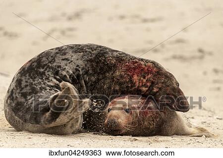 Kegelrobben (Halichoerus grypus), kampfende Bullen, Helgoland, Schleswig-Holstein, Deutschland, Europa View Large Photo Image Stock Image - Kegelrobben (Halichoerus grypus), kampfende Bullen, Helgoland, Schleswig-Holstein, Deutschland, Europa. Fotosearch