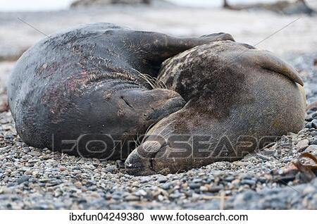 Stock Image - Kegelrobben, (Halichoerus grypus), Kopulation, Helgoland, Schleswig-Holstein, Deutschland, Europa. Fotosearch