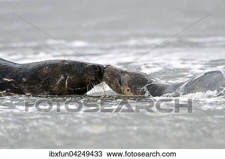 Kegelrobben (Halichoerus grypus), Weibchen interagiert mit Bulle, Helgoland, Schleswig-Holstein, Deutschland, Europa View Large Photo Image Stock Image - Kegelrobben (Halichoerus grypus), Weibchen interagiert mit Bulle, Helgoland, Schleswig-Holstein, Deutschland, Europa. Fotosearch