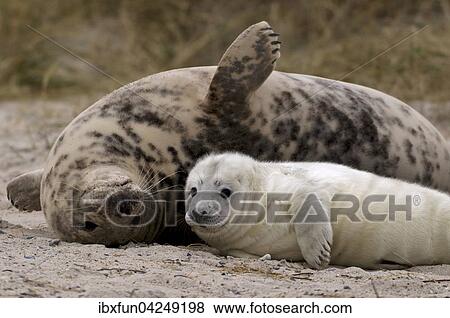 Kegelrobben (Halichoerus grypus), Jungtier mit Muttertier, Helgoland, Schleswig-Holstein, Deutschland, Europa View Large Photo Image Stock Photo - Kegelrobben (Halichoerus grypus), Jungtier mit Muttertier, Helgoland, Schleswig-Holstein, Deutschland, Europa. Fotosearch