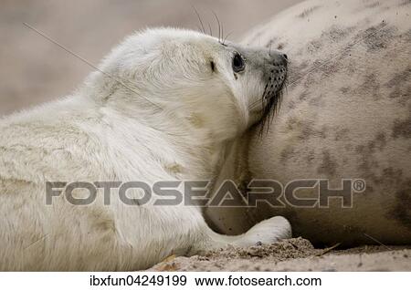 Kegelrobben (Halichoerus grypus), Jungtier saugt bei Muttertier, Helgoland, Schleswig-Holstein, Deutschland, Europa View Large Photo Image Stock Photo - Kegelrobben (Halichoerus grypus), Jungtier saugt bei Muttertier, Helgoland, Schleswig-Holstein, Deutschland, Europa. Fotosearch