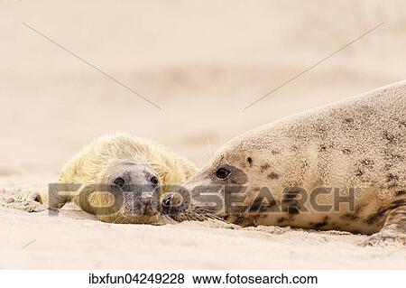 Kegelrobben (Halichoerus grypus), neugeborenes Jungtier mit Muttertier, liebevoll, Helgoland, Schleswig-Holstein, Deutschland, Europa View Large Photo Image Stock Photo - Kegelrobben (Halichoerus grypus), neugeborenes Jungtier mit Muttertier, liebevoll, Helgoland, Schleswig-Holstein, Deutschland, Europa. Fotosearch
