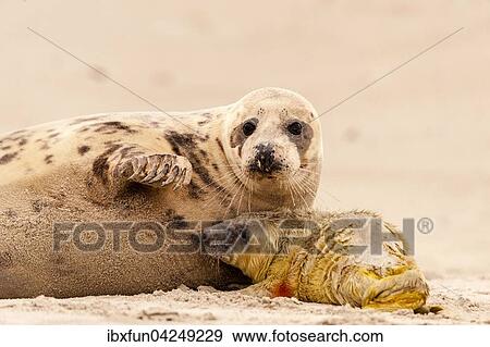 Kegelrobben (Halichoerus grypus), neugeborenes Jungtier mit Muttertier, liebevoll, Helgoland, Schleswig-Holstein, Deutschland, Europa View Large Photo Image Stock Photo - Kegelrobben (Halichoerus grypus), neugeborenes Jungtier mit Muttertier, liebevoll, Helgoland, Schleswig-Holstein, Deutschland, Europa. Fotosearch