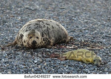 Kegelrobben (Halichoerus grypus), neugeborenes Jungtier mit Muttertier, Helgoland, Schleswig-Holstein, Deutschland, Europa View Large Photo Image Stock Photo - Kegelrobben (Halichoerus grypus), neugeborenes Jungtier mit Muttertier, Helgoland, Schleswig-Holstein, Deutschland, Europa. Fotosearch