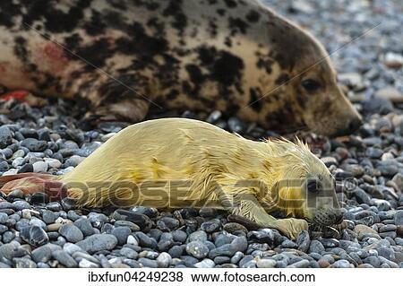 Kegelrobben (Halichoerus grypus), neugeborenes Jungtier mit Muttertier, Helgoland, Schleswig-Holstein, Deutschland, Europa View Large Photo Image Stock Photo - Kegelrobben (Halichoerus grypus), neugeborenes Jungtier mit Muttertier, Helgoland, Schleswig-Holstein, Deutschland, Europa. Fotosearch