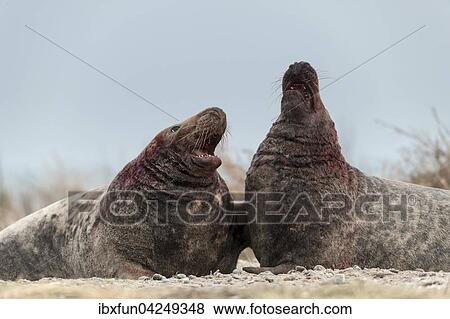 Stock Photo - Kegelrobben (Halichoerus grypus), kampfende Bullen, Helgoland, Schleswig-Holstein, Deutschland, Europa. Fotosearch